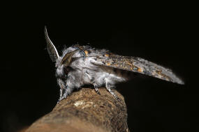 Furcula furcula / Buchen-Gabelschwanz / Weiden-Gabelschwanz / Nachtfalter - Zahnspinner - Notodontidae - Notodontinae