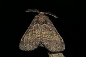 Gluphisia crenata / Pappelauen-Zahnspinner / Nachtfalter - Zahnspinner - Notodontidae - Notodontinae