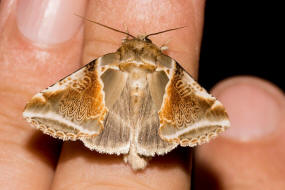 Habrosyne pyritoides (syn. Habrosyne derasa) / Achat-Eulenspinner / Nachtfalter - Sichelflgler - Drepanidae - Thyatirinae