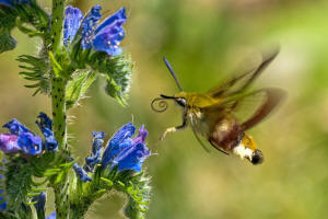 Hemaris fuciformis / Hummelschwrmer / Nachtfalter - Schwrmer - Sphingidae - Macroglossinae