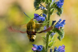 Hemaris fuciformis / Hummelschwärmer / Nachtfalter - Schwärmer - Sphingidae - Macroglossinae
