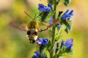 Hemaris fuciformis / Hummelschwrmer / Nachtfalter - Schwrmer - Sphingidae - Macroglossinae