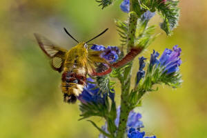 Hemaris fuciformis / Hummelschwärmer / Nachtfalter - Schwärmer - Sphingidae - Macroglossinae