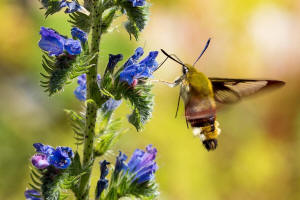 Hemaris fuciformis / Hummelschwärmer / Nachtfalter - Schwärmer - Sphingidae - Macroglossinae