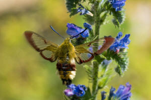 Hemaris fuciformis / Hummelschwrmer / Nachtfalter - Schwrmer - Sphingidae - Macroglossinae