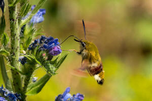 Hemaris fuciformis / Hummelschwrmer / Nachtfalter - Schwrmer - Sphingidae - Macroglossinae