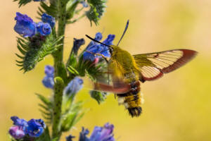 Hemaris fuciformis / Hummelschwrmer / Nachtfalter - Schwrmer - Sphingidae - Macroglossinae