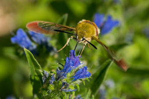 Hemaris fuciformis / Hummelschwärmer / Nachtfalter - Schwärmer - Sphingidae - Macroglossinae
