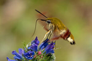 Hemaris fuciformis / Hummelschwrmer / Nachtfalter - Schwrmer - Sphingidae - Macroglossinae