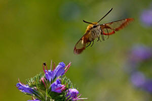 Hemaris fuciformis / Hummelschwrmer / Nachtfalter - Schwrmer - Sphingidae - Macroglossinae