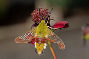 Hemaris fuciformis / Hummelschwrmer / Nachtfalter - Schwrmer - Sphingidae - Macroglossinae