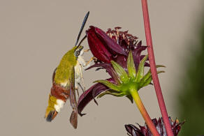 Hemaris fuciformis / Hummelschwrmer / Nachtfalter - Schwrmer - Sphingidae - Macroglossinae