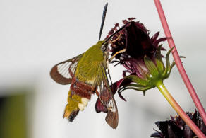 Hemaris fuciformis / Hummelschwrmer / Nachtfalter - Schwrmer - Sphingidae - Macroglossinae