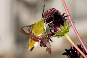 Hemaris fuciformis / Hummelschwrmer / Nachtfalter - Schwrmer - Sphingidae - Macroglossinae