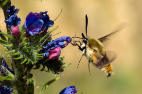 Hemaris tityus / Skabiosenschwrmer / Nachtfalter - Schwrmer - Sphingidae - Macroglossinae