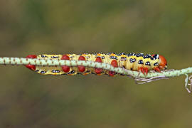 Hyles euphorbiae / Wolfsmilchschwrmer (Raupe) / Nachtfalter - Schwrmer - Sphingidae - Macroglossinae