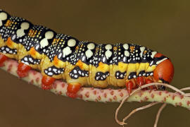 Hyles euphorbiae / Wolfsmilchschwrmer (Raupe) / Nachtfalter - Schwrmer - Sphingidae - Macroglossinae