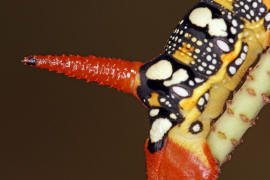 Hyles euphorbiae / Wolfsmilchschwrmer (Raupe) / Nachtfalter - Schwrmer - Sphingidae - Macroglossinae