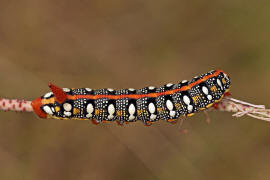 Hyles euphorbiae / Wolfsmilchschwrmer (Raupe) / Nachtfalter - Schwrmer - Sphingidae - Macroglossinae