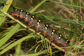 Hyles euphorbiae / Wolfsmilchschwrmer (Raupe) / Nachtfalter - Schwrmer - Sphingidae - Macroglossinae