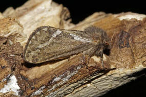 Korscheltellus lupulina / Kleiner Hopfen-Wurzelbohrer (syn. Pharmacis lupulinus) / Nachtfalter - Wurzelbohrer - Hepialidae