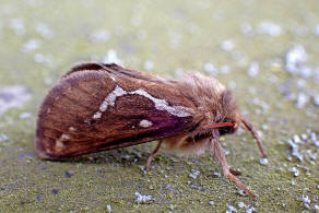 Korscheltellus lupulina / Kleiner Hopfen-Wurzelbohrer (syn. Pharmacis lupulinus) / Nachtfalter - Wurzelbohrer - Hepialidae