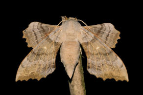 Laothoe populi / Pappel-Schwrmer / Nachtfalter - Schwrmer - Sphingidae - Smerinthinae