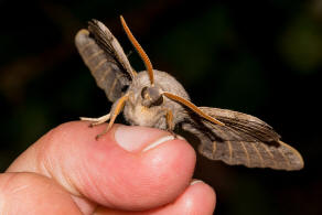 Laothoe populi / Pappel-Schwrmer / Nachtfalter - Schwrmer - Sphingidae - Smerinthinae