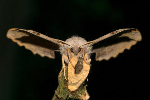 Laothoe populi / Pappel-Schwrmer / Nachtfalter - Schwrmer - Sphingidae - Smerinthinae