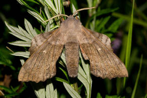 Laothoe populi / Pappel-Schwrmer / Nachtfalter - Schwrmer - Sphingidae - Smerinthinae