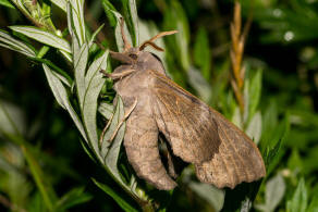 Laothoe populi / Pappel-Schwrmer / Nachtfalter - Schwrmer - Sphingidae - Smerinthinae