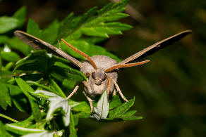 Laothoe populi / Pappel-Schwrmer / Nachtfalter - Schwrmer - Sphingidae - Smerinthinae