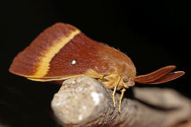 Lasiocampa quercus / Eichenspinner / Quittenvogel / Nachtfalter - Glucken - Lasiocampidae - Lasiocampinae