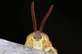 Lasiocampa quercus / Eichenspinner / Quittenvogel / Nachtfalter - Glucken - Lasiocampidae - Lasiocampinae