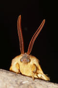 Lasiocampa quercus / Eichenspinner / Quittenvogel / Nachtfalter - Glucken - Lasiocampidae - Lasiocampinae