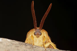 Lasiocampa quercus / Eichenspinner / Quittenvogel / Nachtfalter - Glucken - Lasiocampidae - Lasiocampinae