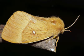 Lasiocampa quercus / Eichenspinner / Quittenvogel / Nachtfalter - Glucken - Lasiocampidae - Lasiocampinae