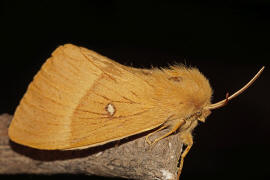 Lasiocampa quercus / Eichenspinner / Quittenvogel / Nachtfalter - Glucken - Lasiocampidae - Lasiocampinae