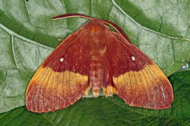 Lasiocampa quercus / Eichenspinner / Nachtfalter - Glucken - Lasiocampidae - Lasiocampinae