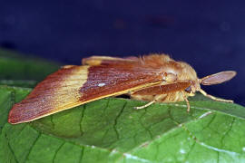 Lasiocampa quercus / Eichenspinner / Nachtfalter - Glucken - Lasiocampidae - Lasiocampinae