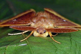 Lasiocampa quercus / Eichenspinner / Nachtfalter - Glucken - Lasiocampidae - Lasiocampinae