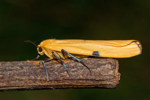 Lithosia quadra / Vierpunkt-Flechtenbrchen / Nachtfalter - Eulenfalter - Erebidae - Brenspinner - Arctiinae - Lithosiini