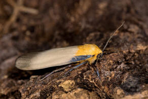 Lithosia quadra / Vierpunkt-Flechtenbrchen / Nachtfalter - Eulenfalter - Erebidae - Brenspinner - Arctiinae - Lithosiini