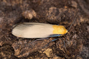 Lithosia quadra / Vierpunkt-Flechtenbrchen / Nachtfalter - Eulenfalter - Erebidae - Brenspinner - Arctiinae - Lithosiini