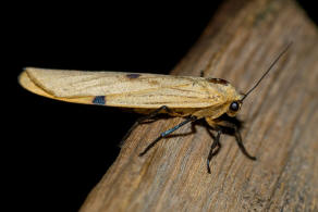 Lithosia quadra / Vierpunkt-Flechtenbrchen / Nachtfalter - Eulenfalter - Erebidae - Brenspinner - Arctiinae - Lithosiini