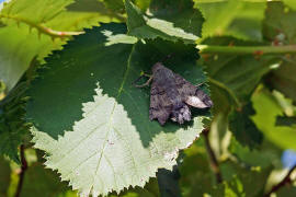 Macroglossum stellatarum / Taubenschwnzchen / Nachtfalter - Schwrmer - Sphingidae - Macroglossinae