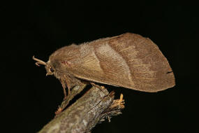 Macrothylacia rubi / Brombeerspinner / Nachtfalter - Glucken - Lasiocampidae - Lasiocampinae