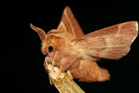 Malacosoma neustria / Ringelspinner / Nachtfalter - Glucken - Lasiocampidae - Lasiocampinae