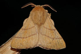 Malacosoma neustria / Ringelspinner / Nachtfalter - Glucken - Lasiocampidae - Lasiocampinae