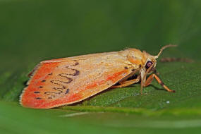 Miltochrista miniata / Rosen-Flechtenbrchen / Nachtfalter - Brenspinner - Arctiidae - Arctiinae